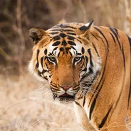 home-travel-agency-tour-intrest-img01